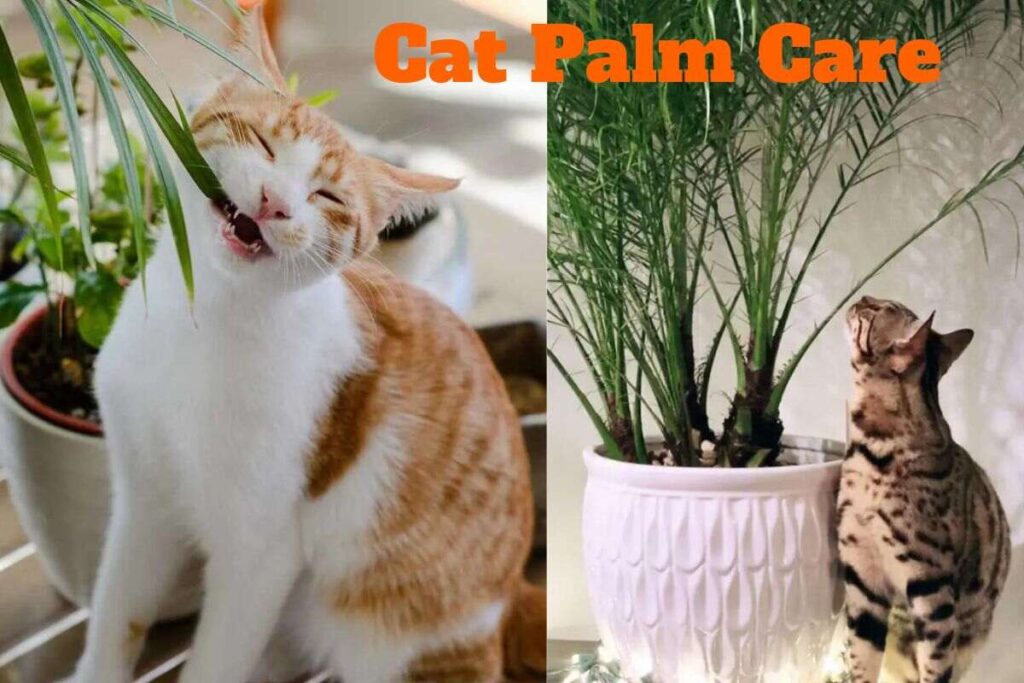 Cat Palm Care