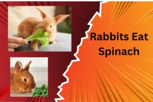 Can Rabbits Eat Spinach