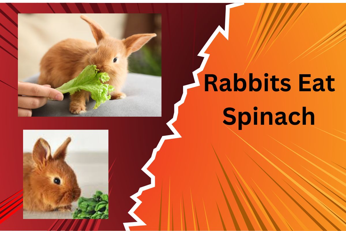 Can Rabbits Eat Spinach