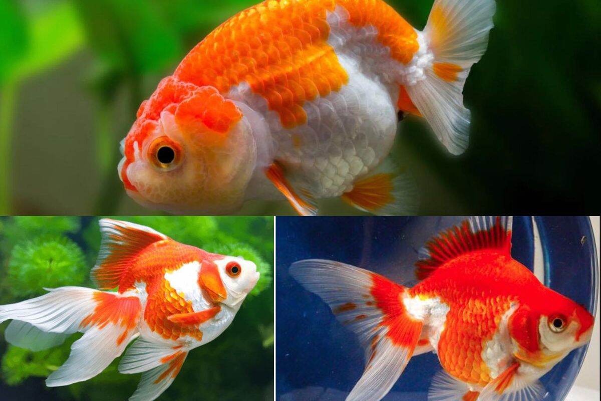 Ryukin Goldfish