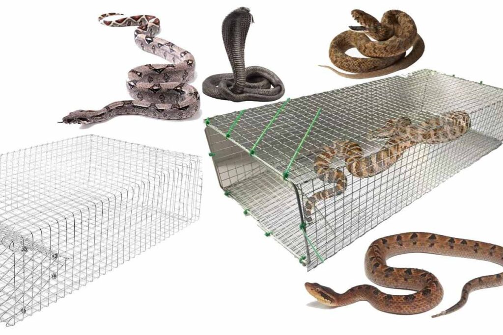 Snake Trap