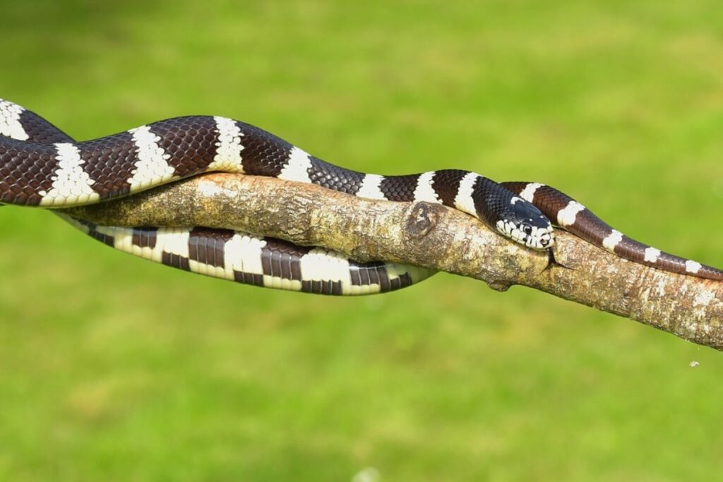 Black and White Snake