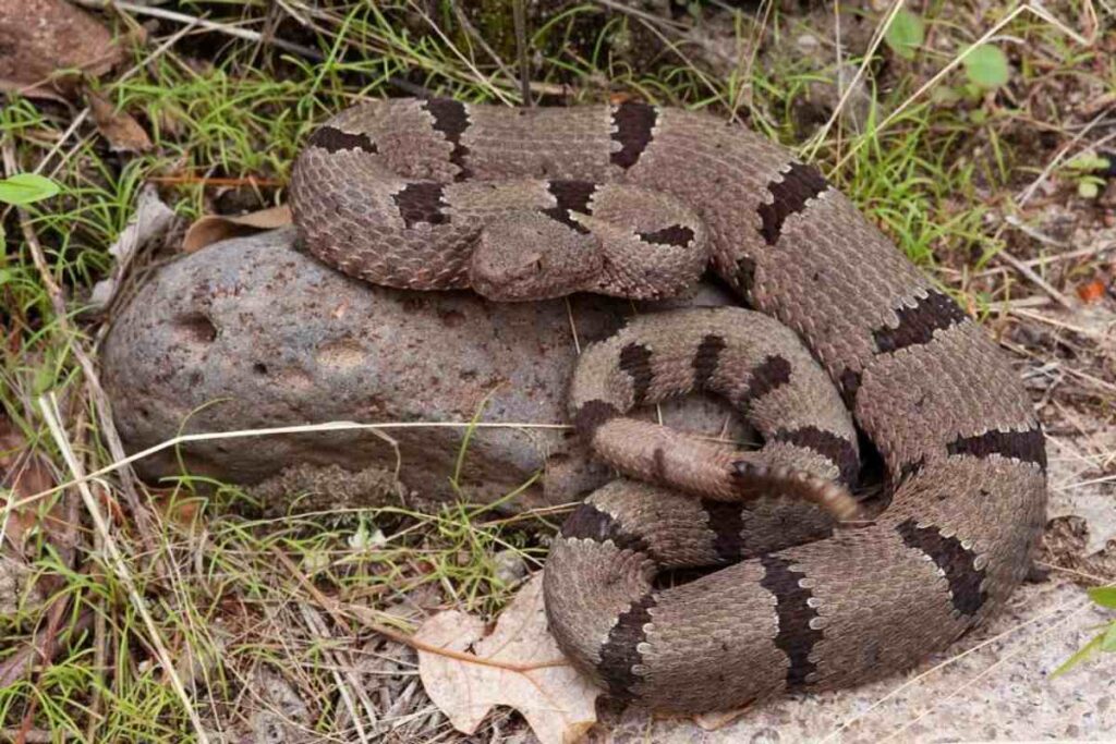 Black and White Snake