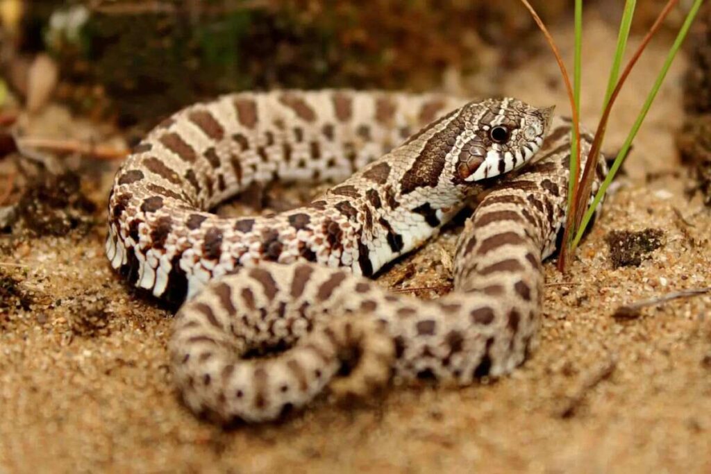 Black and White Snake