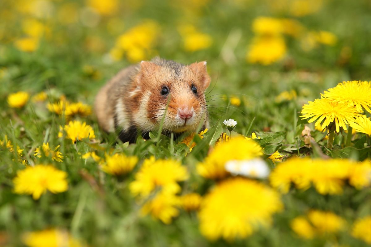 Teddy Bear Hamster