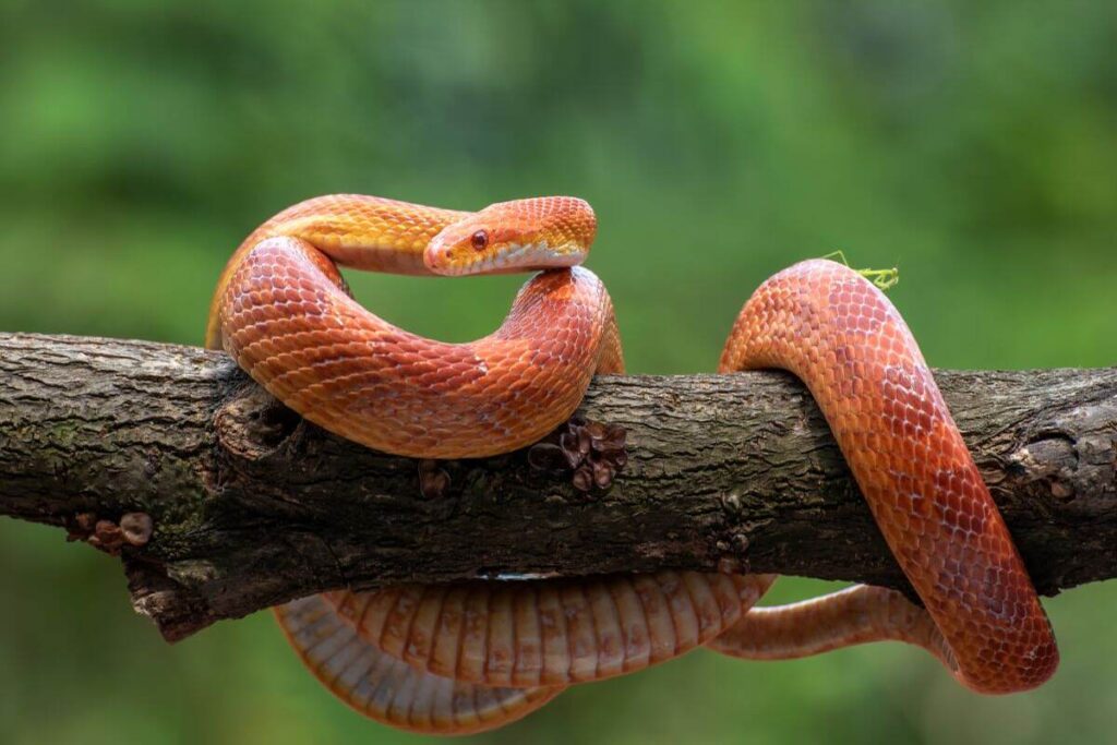 Red Racer Snake