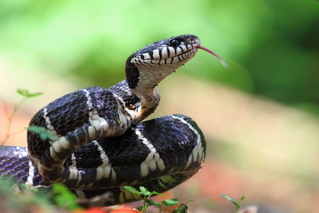 Black and White Snake