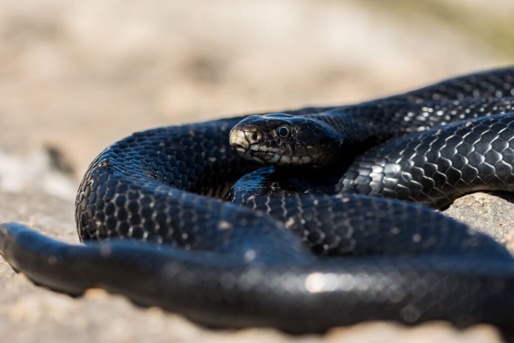 Black and White Snake