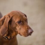 Fox Red Labrador Puppies