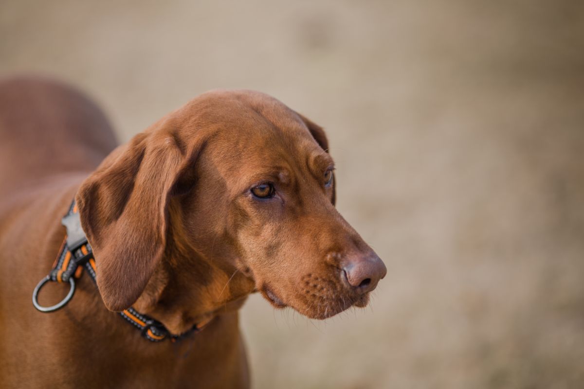 Fox Red Labrador Puppies